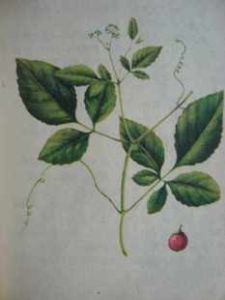 糙葉藤五加 糙葉藤五加