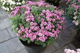 北京夏菊 北京夏菊