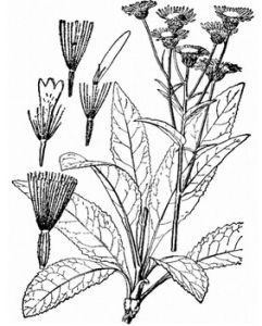 狹舌毛冠菊 狹舌毛冠菊