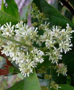 疏毛水錦樹(亞種) 疏毛水錦樹(亞種)