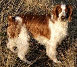 威爾斯史賓格犬