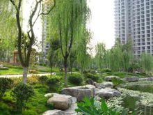 兆甲合陽新城實景圖