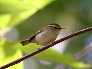 白斑尾柳鶯的習性