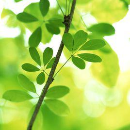 綠葉[葉千華詩歌]