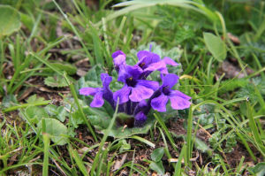 圓葉筋骨草 圓葉筋骨草