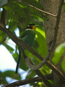 婆羅洲長尾闊嘴鳥
