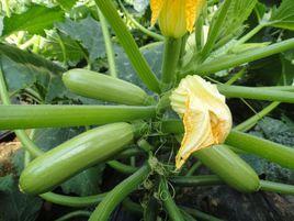 中國種子網 中國種子網