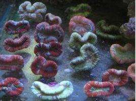 八字腦珊瑚 八字腦珊瑚