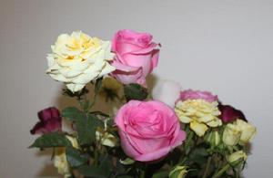 薔薇和玫瑰[網路小說]