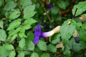 羽脈山牽牛 羽脈山牽牛