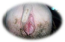 豬玉米赤霉烯酮中毒