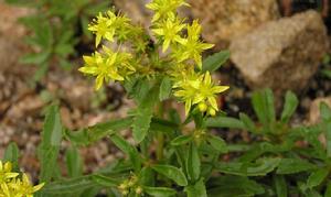 狹葉費菜 狹葉費菜