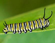 黑脈金斑蝶（幼蟲）