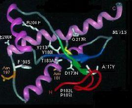 內源性活性物質 內源性活性物質