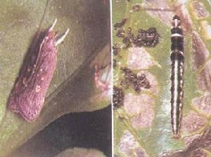 甘薯肖葉甲 甘薯肖葉甲