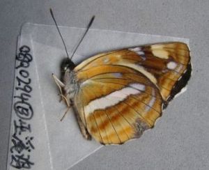 海環蛺蝶 海環蛺蝶