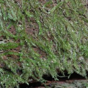 越南明葉蘚 越南明葉蘚