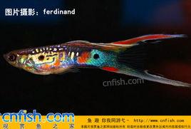 劍尾孔雀魚 劍尾孔雀魚