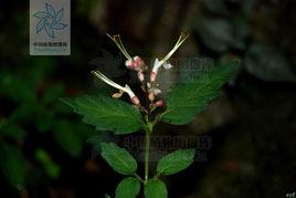 粉紅動蕊花 粉紅動蕊花