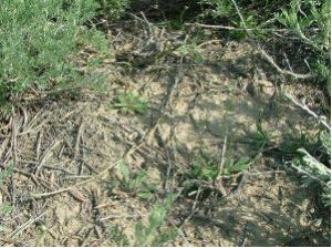 草原絹蒿 草原絹蒿