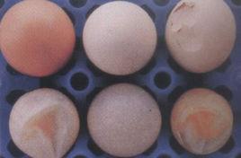 蛋雞減蛋綜合症 蛋雞減蛋綜合症