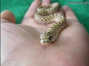 南部豬鼻蛇 南部豬鼻蛇