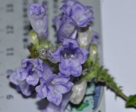 十三年花 十三年花