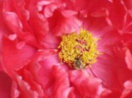 陡生杜鵑 陡生杜鵑