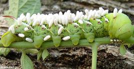 菸草天蛾 菸草天蛾