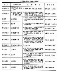 有孔蟲（化石）