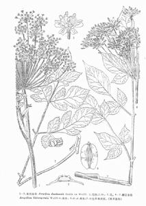 麗江當歸 麗江當歸