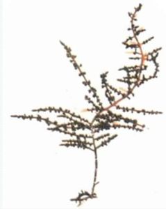 頂枝學說 頂枝學說