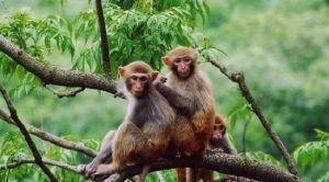 十渡太平生態猴山景區