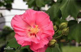 木蓮[錦葵科植物木芙蓉的別名]