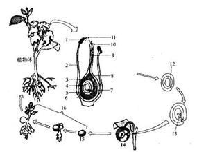 植物有性生殖 植物有性生殖