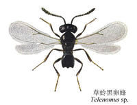 草蛉黑卵蜂 草蛉黑卵蜂