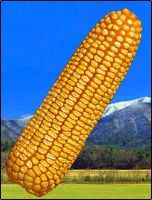 丹玉89號 丹玉89號