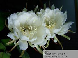 剎那芳華[廣西師範大學出版社出版圖書]