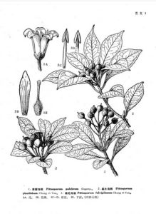 褐毛石棉 褐毛石棉