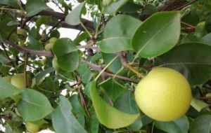 浦田有機生態農業園