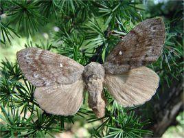 落葉松毛蟲 落葉松毛蟲