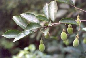 滇假水石梓 滇假水石梓