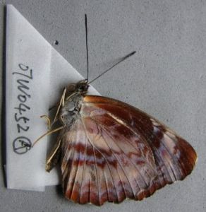 紫環蛺蝶 紫環蛺蝶