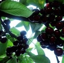 少花圓葉黑櫻桃 少花圓葉黑櫻桃