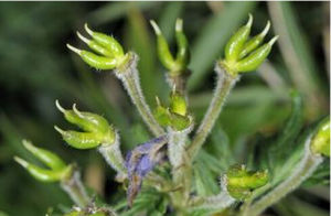 彎果烏頭 彎果烏頭