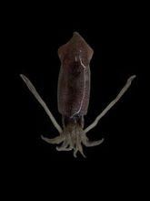 大島鎖管 大島鎖管