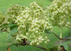 五福花科 五福花科