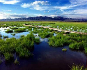 三江自然濕地保護區 三江自然濕地保護區