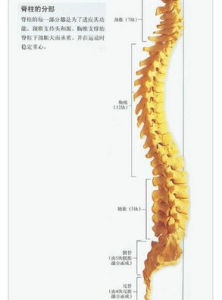 尾椎骨