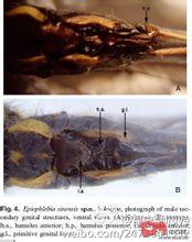 蜻蜓[差翅亞目昆蟲]